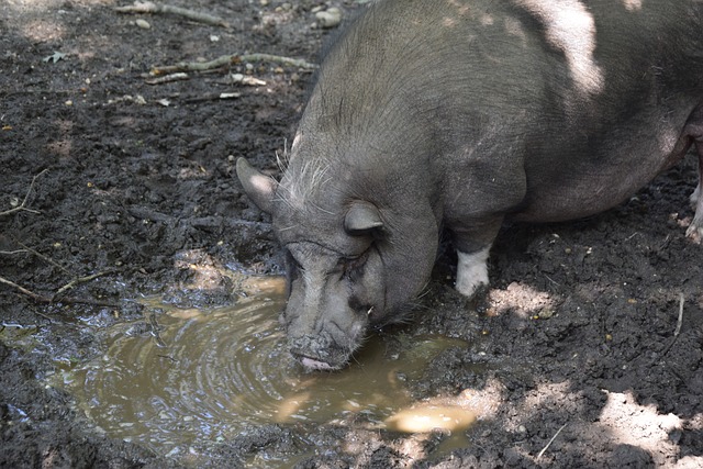 激发阿森西 激发阿森西